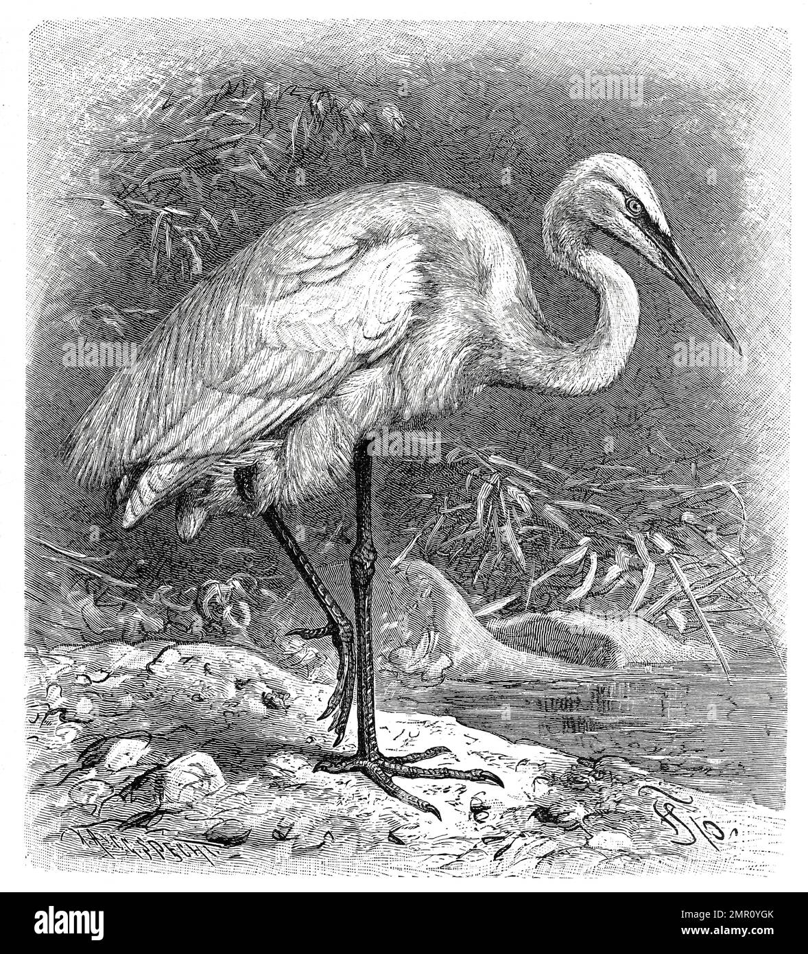 Vogel, Edelreiher, Silberreiher, Ardea alba, Syn. Casmerodius albus ...