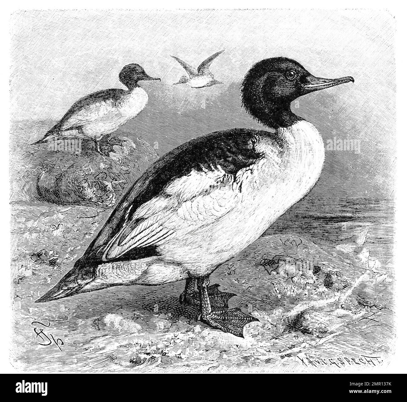 Vogel, Gänsesäger, Mergus merganser, der größte Vertreter der Gattung