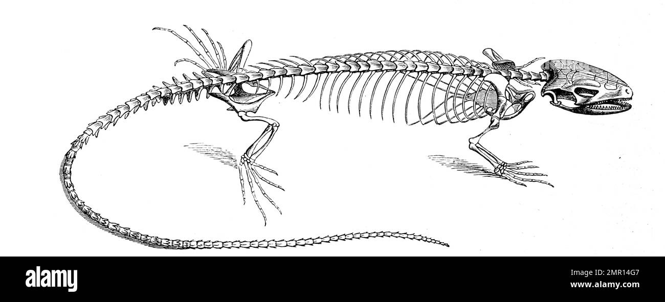 Skelett der Eidechse, Lacertidae, Reptilienfamilie innerhalb der Schuppenkriechtiere, Historisch, digital restaurierte Reproduktion von einer Vorlage aus dem 19. Jahrhundert Stock Photo