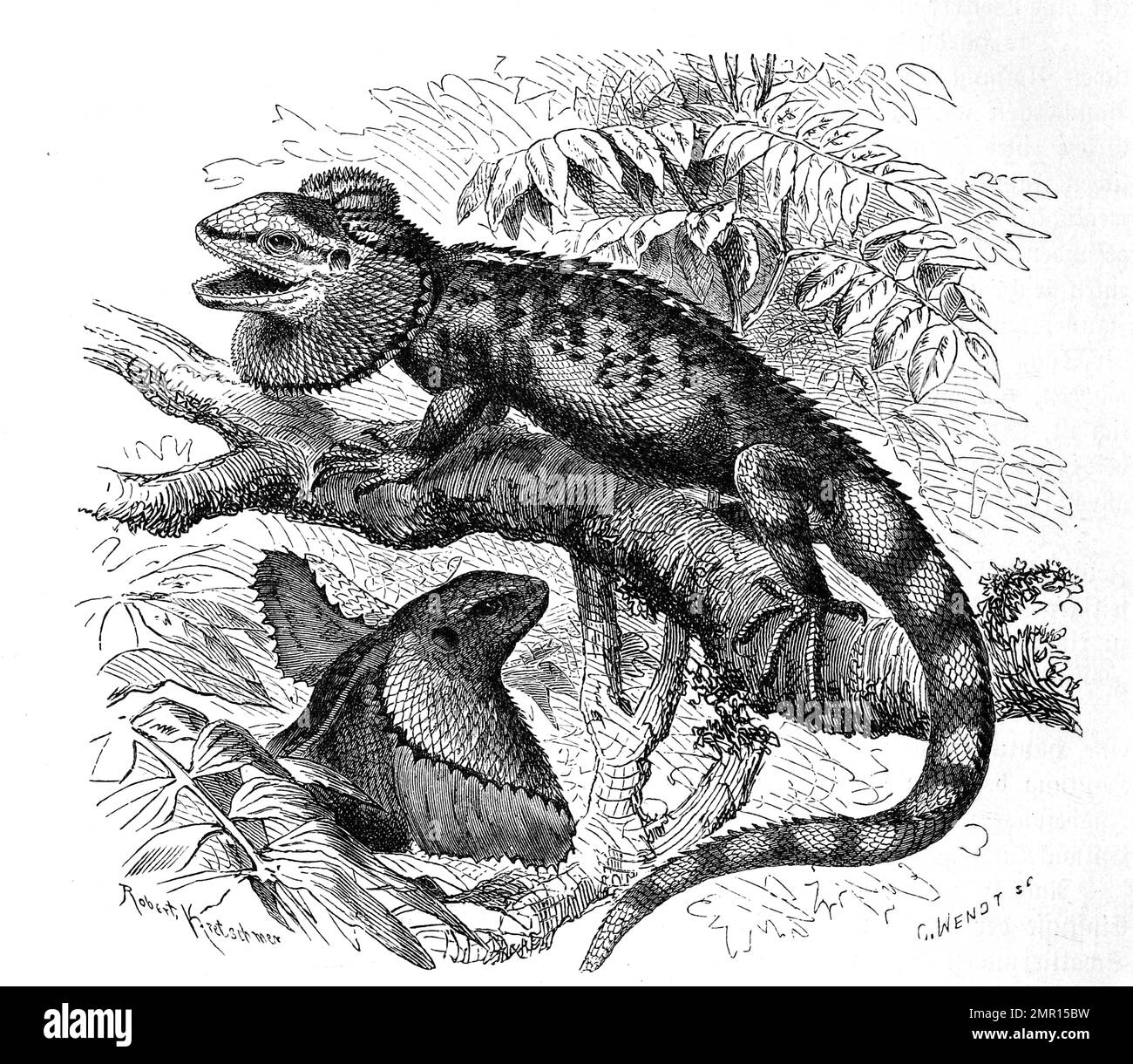 Kragenechse, Chlamydosaurus kingii, eine in Australien und Neuguinea heimische, rund 1 m lang werdende Art der Agamen, Historisch, digital restaurierte Reproduktion von einer Vorlage aus dem 19. Jahrhundert Stock Photo