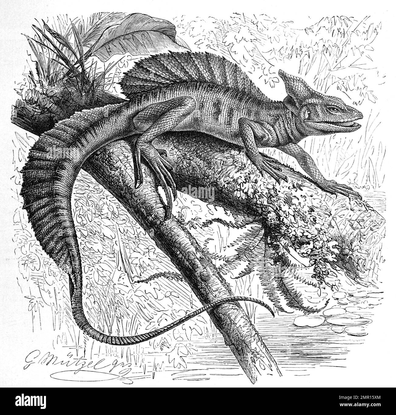 Helmbasilisk, Basiliscus americanus, Historisch, digital restaurierte