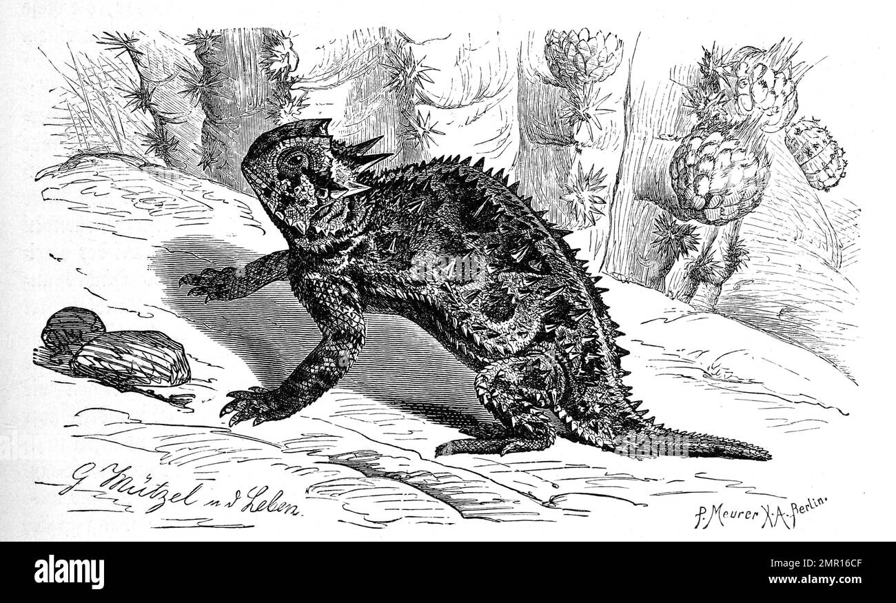 Krötenechse, Phrynosoma cornutum, Historisch, digital restaurierte