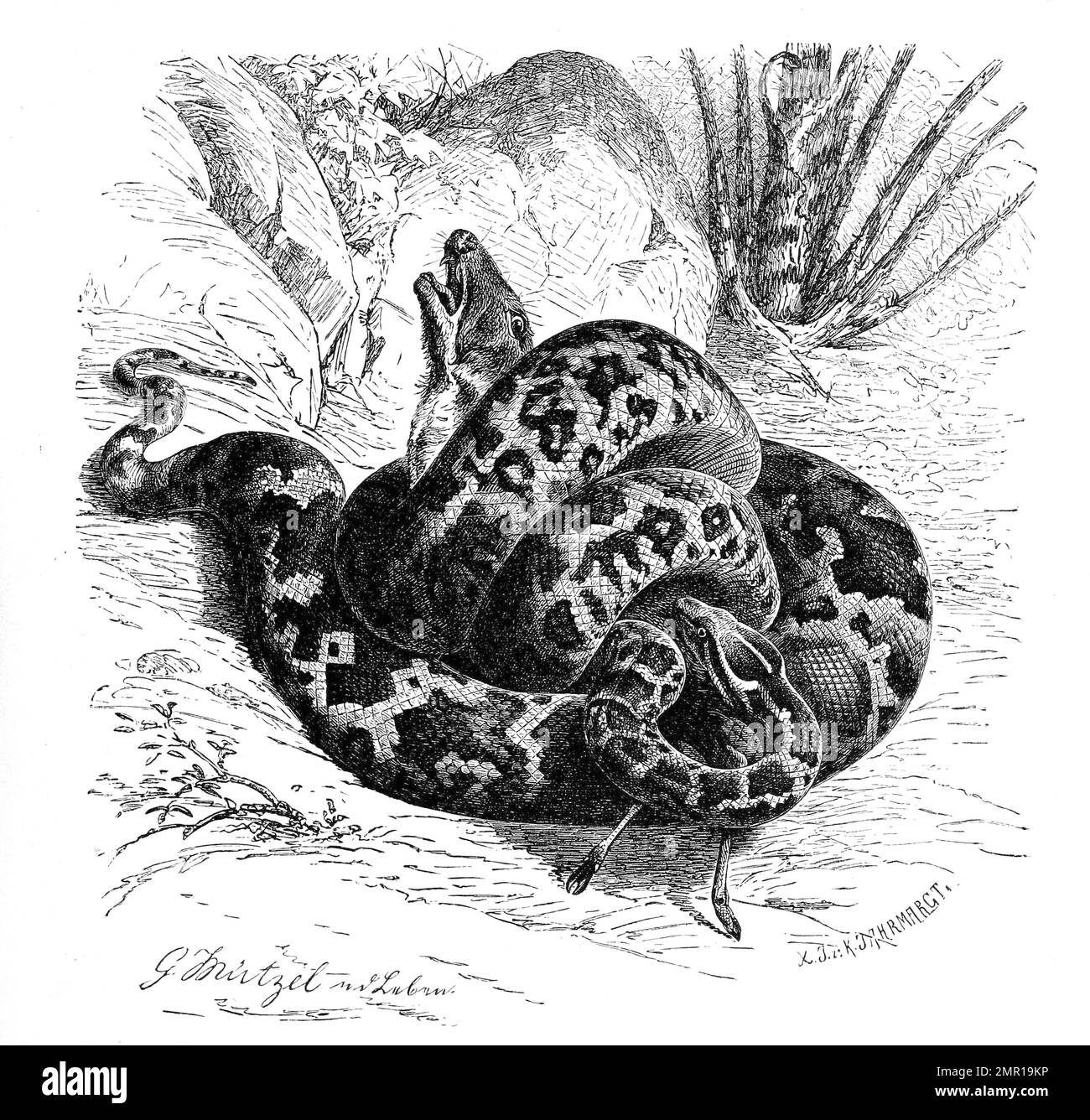 Reptilien, Helle Tigerpython, Python molurus ist eine Schlangenart aus