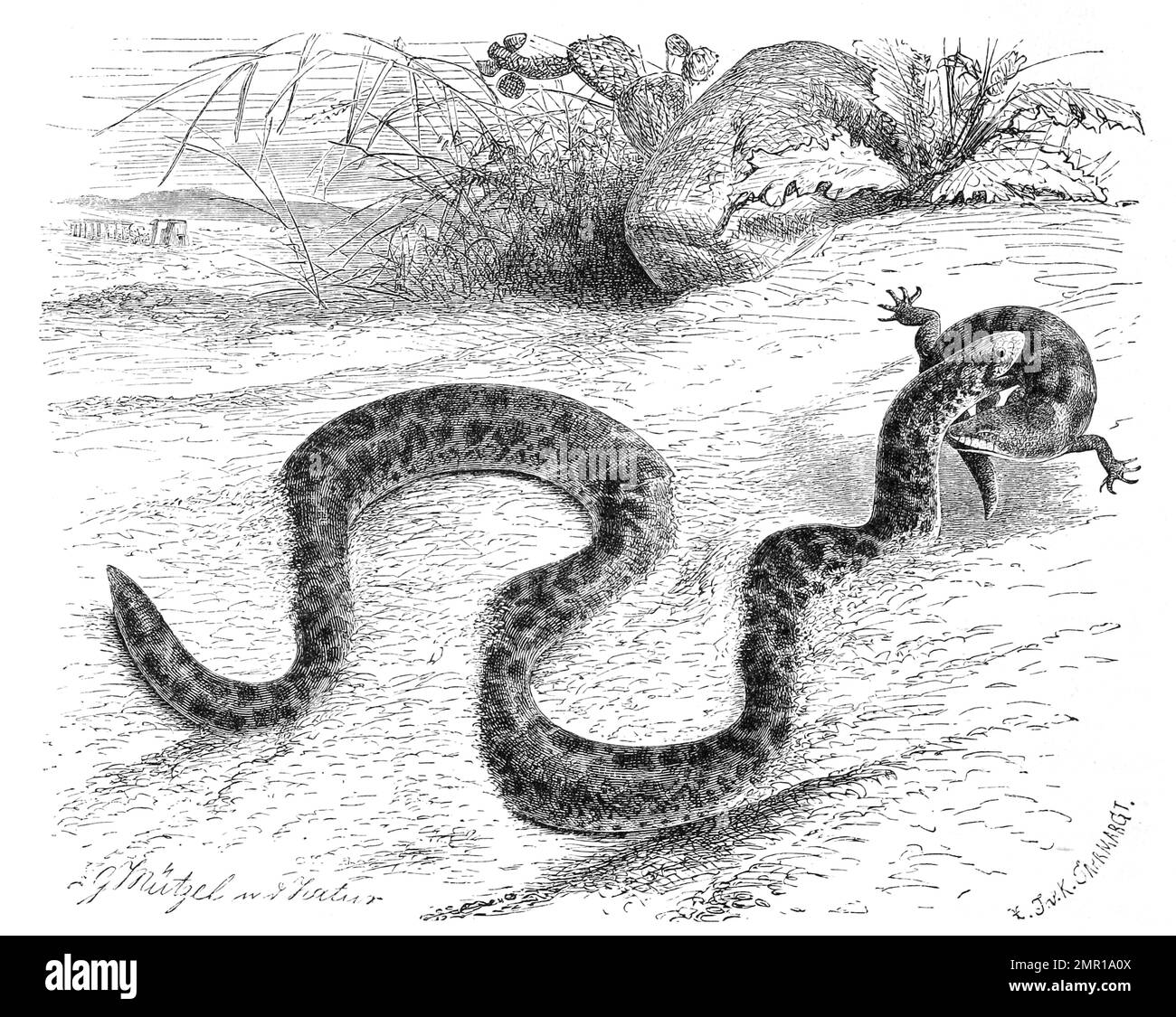 Reptilien, Westliche Sandboa, Eryx jaculus ist eine Art aus der Familie der Boas, mit Beute, Historisch, digital restaurierte Reproduktion von einer Vorlage aus dem 19. Jahrhundert Stock Photo