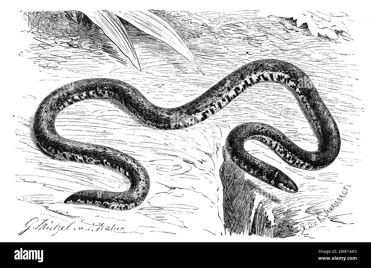 Reptilien, Zwergschlange, Linne's Dwarf Snake, Calamaria linnaei, Historisch, digital restaurierte Reproduktion von einer Vorlage aus dem 19. Jahrhundert Stock Photo