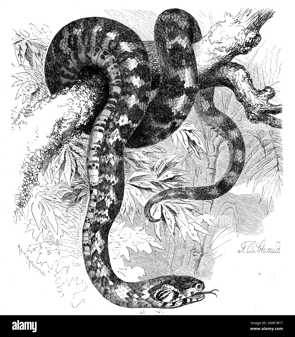 Reptilien, Panthernatter, Otyas pantherinus, Historisch, digital restaurierte Reproduktion von einer Vorlage aus dem 19. Jahrhundert Stock Photo