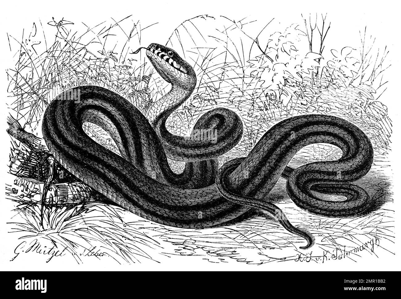 Reptilien, Vierstreifennatter, Elaphe quatuorlineata ist eine Schlangenart aus der Familie der Nattern, Historisch, digital restaurierte Reproduktion von einer Vorlage aus dem 19. Jahrhundert Stock Photo