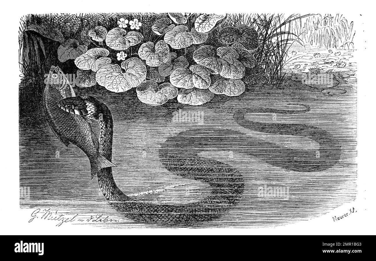 Reptilien, Ringelnatter, Natrix natrix ist eine Schlangenart aus der Familie der Nattern, mit gefangenem Fisch im Wasser, Historisch, digital restaurierte Reproduktion von einer Vorlage aus dem 19. Jahrhundert Stock Photo
