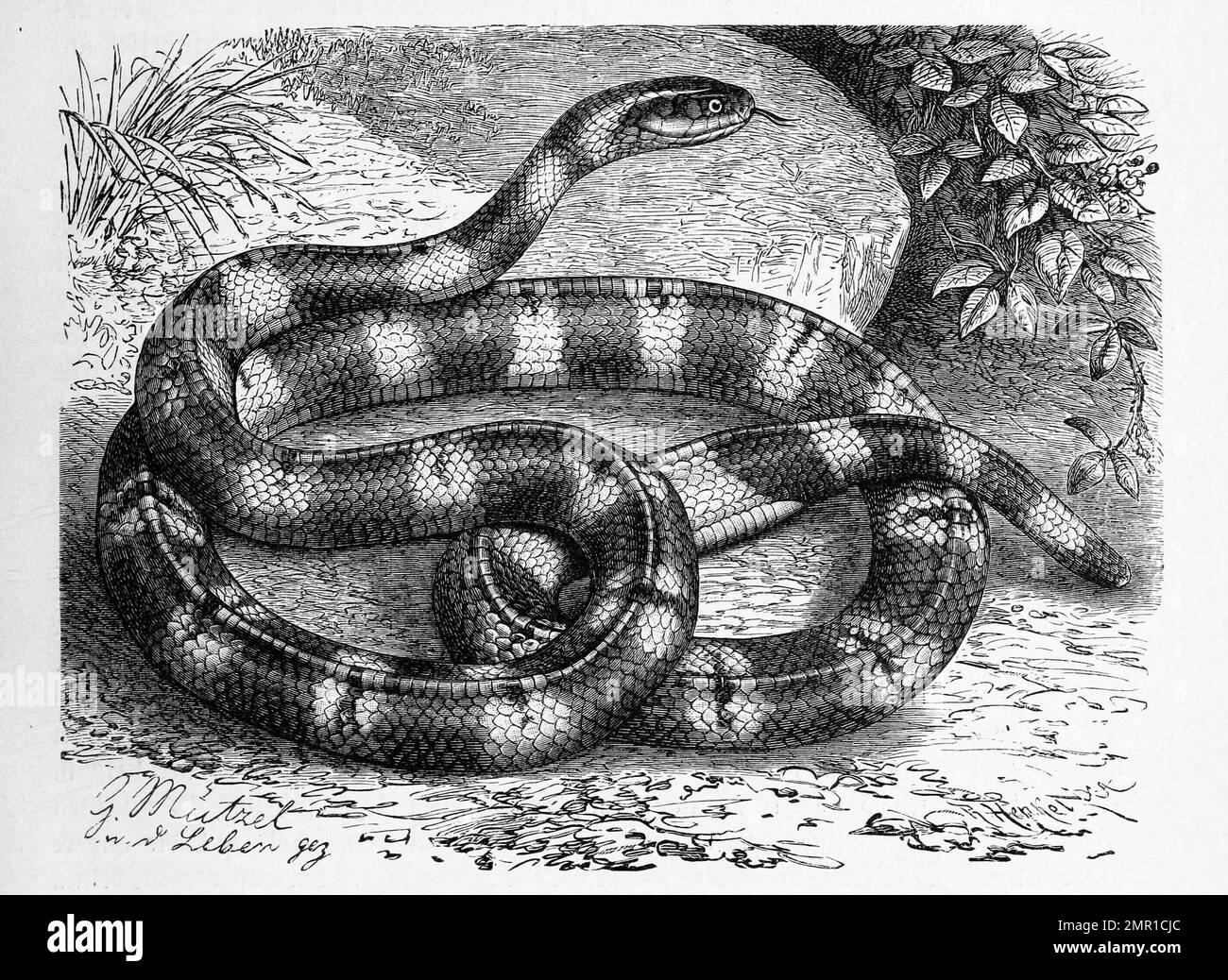 Reptilien, Gelbgebänderte Krait, Bungarus fasciatus ist eine giftige Schlangenart und zählt Reptilien, Gelbgebänderte Krait, Bungarus fasciatus ist eine giftige Schlangenart und zählt