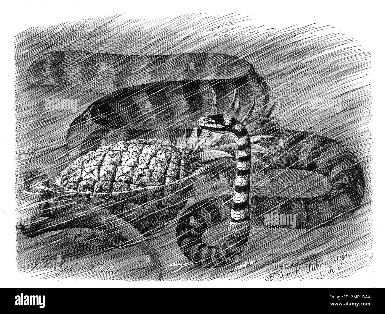 Reptilien, Gewöhnliche Plattschwanz, Laticauda laticaudata ist eine Giftnatternart aus der Gattung der Plattschwänze, Historisch, digital restaurierte Reproduktion von einer Vorlage aus dem 19. Jahrhundert Stock Photo