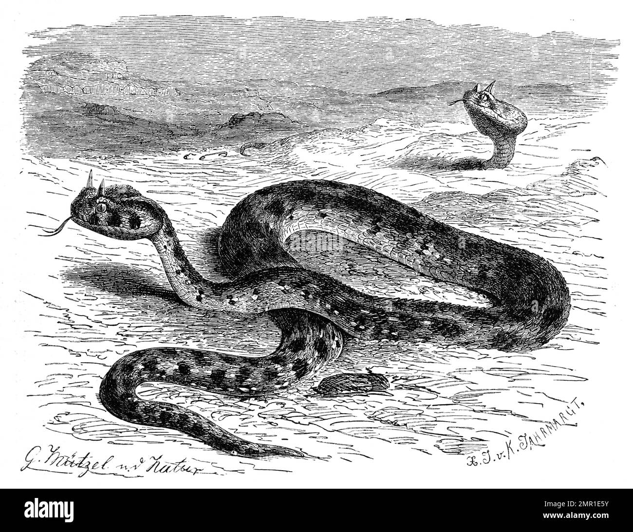 Reptilien, Europäische Hornotter, Vipera ammodytes, auch Sandviper, Hornviper, Sandotter oder Europäische Sandotter genannt, ist eine Art aus der Familie der Vipern, Historisch, digital restaurierte Reproduktion von einer Vorlage aus dem 19. Jahrhundert Stock Photo