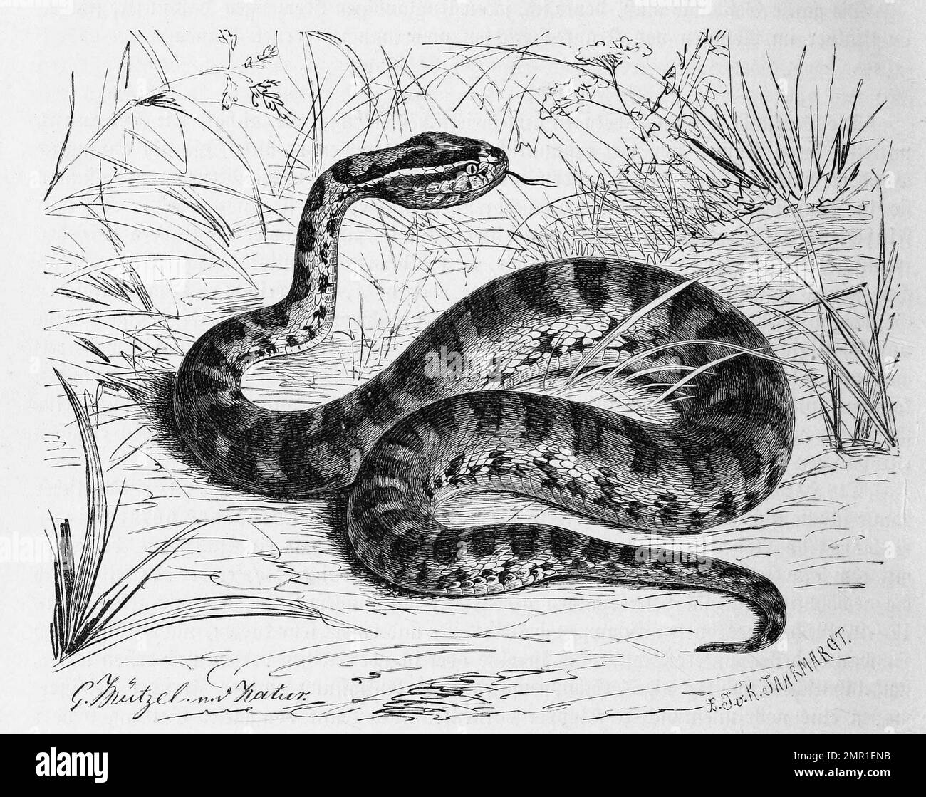 Reptilien, Halysotter, Gloydius halys, auch Halys-Otter, ist eine Art