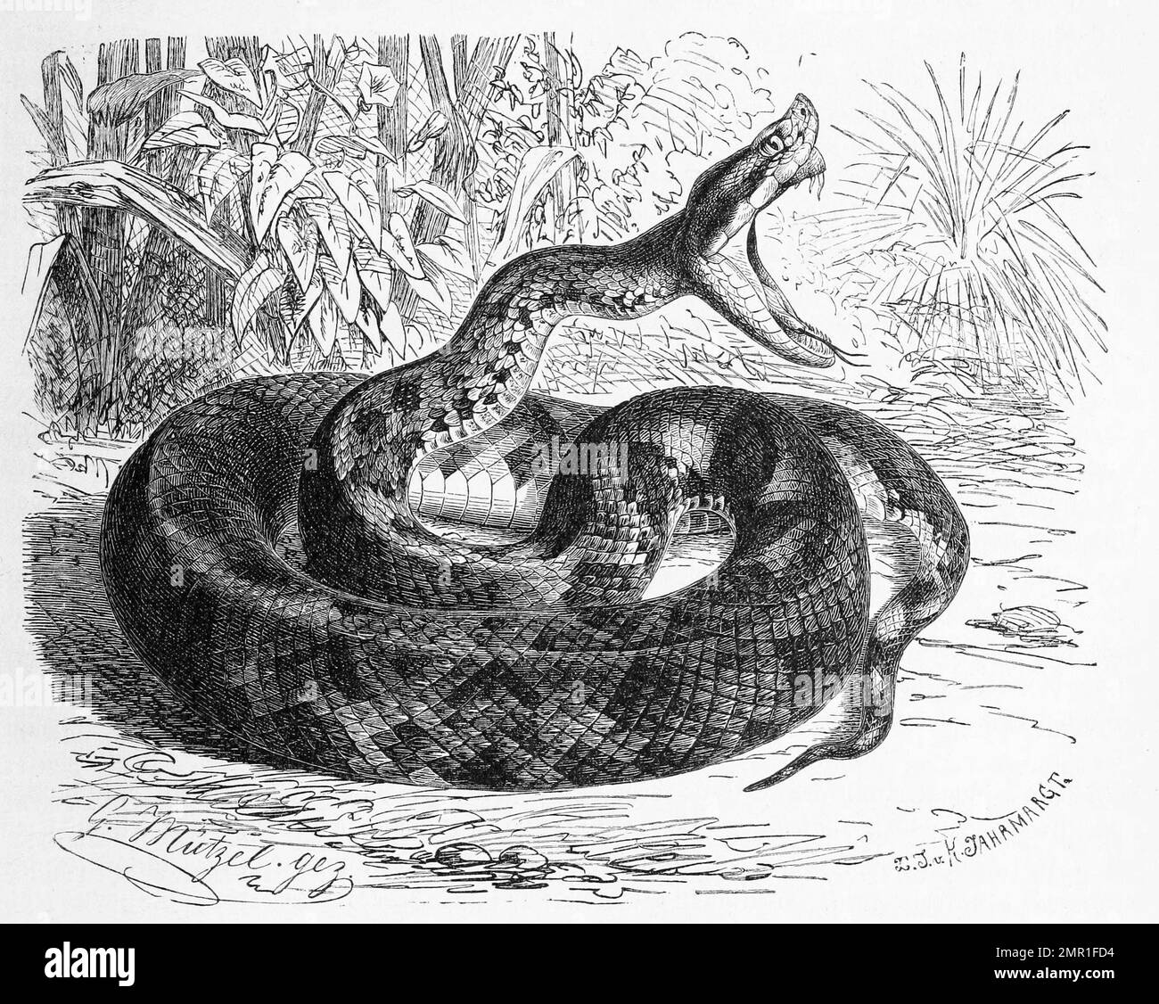 Reptilien, Lanzenschlange, Trimeresurus lanceolatus, Historisch, digital restaurierte Reproduktion von einer Vorlage aus dem 19. Jahrhundert Stock Photo