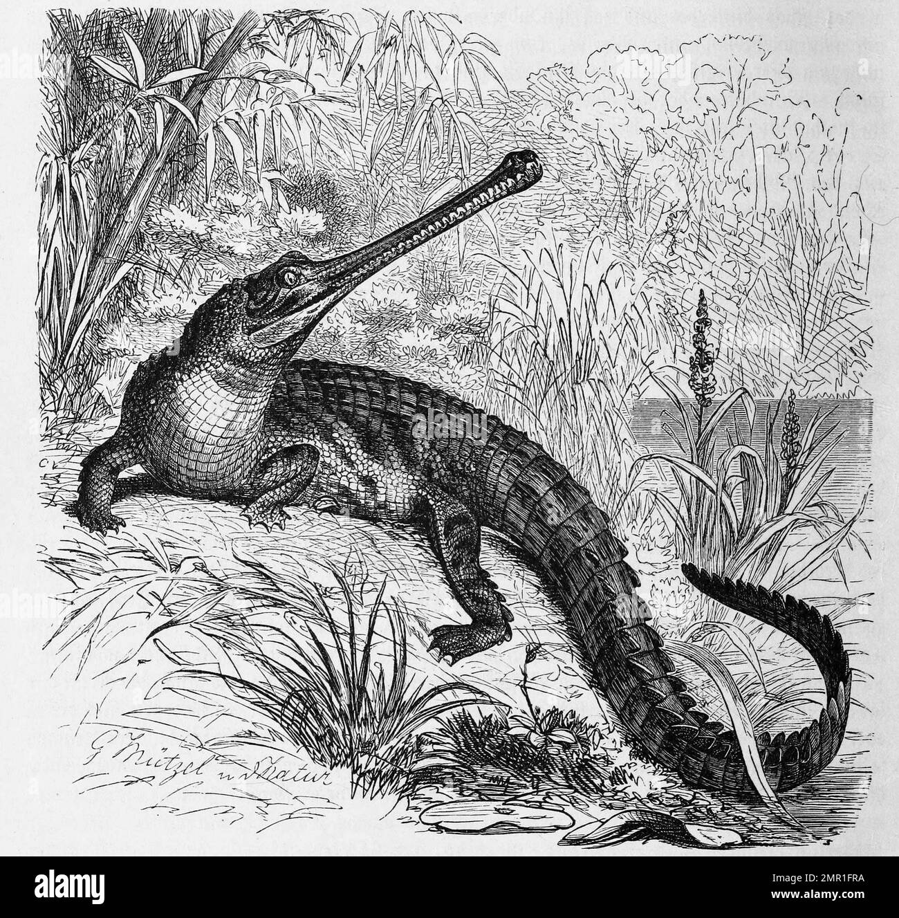 Reptilien, Gangesgavial, auch Gharial oder Echter Gavial, Gavialis