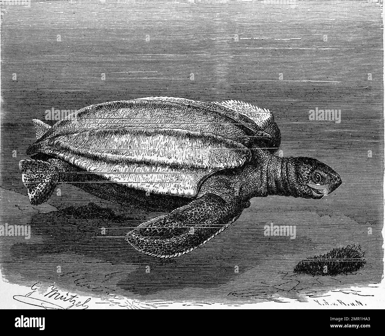 Reptilien, Lederschildkröte, Dermochelys coriacea ist die größte lebende Schildkröte, Historisch, digital restaurierte Reproduktion von einer Vorlage aus dem 19. Jahrhundert Stock Photo