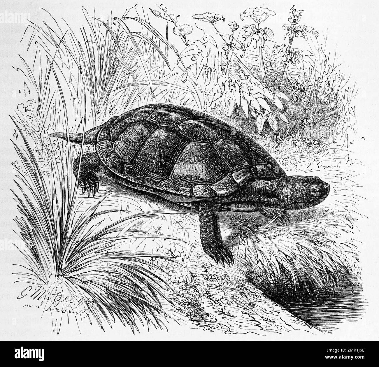 Reptilien, Europäische Sumpfschildkröte, Emys orbicularis ist eine kleine bis mittelgroße, fleischfressende und überwiegend im Wasser lebende Schildkröte, Historisch, digital restaurierte Reproduktion von einer Vorlage aus dem 19. Jahrhundert Stock Photo