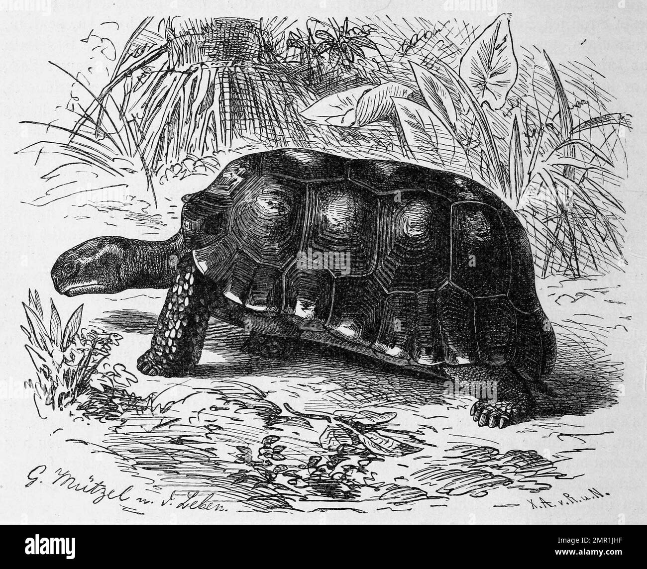 Reptilien, Waldschildkröte, Testudo tabulata, Waldschildkröte ist eine Art der Gattung Chelonoidis aus der Familie der Landschildkröten, Historisch, digital restaurierte Reproduktion von einer Vorlage aus dem 19. Jahrhundert Stock Photo