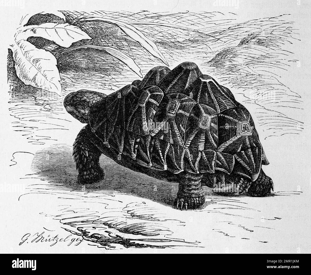 Reptilien, Sternschildkröte, Testudo elegans, Indische Sternschildkröte ist eine monotypische Art aus der Familie der Landschildkröten, Historisch, digital restaurierte Reproduktion von einer Vorlage aus dem 19. Jahrhundert Stock Photo