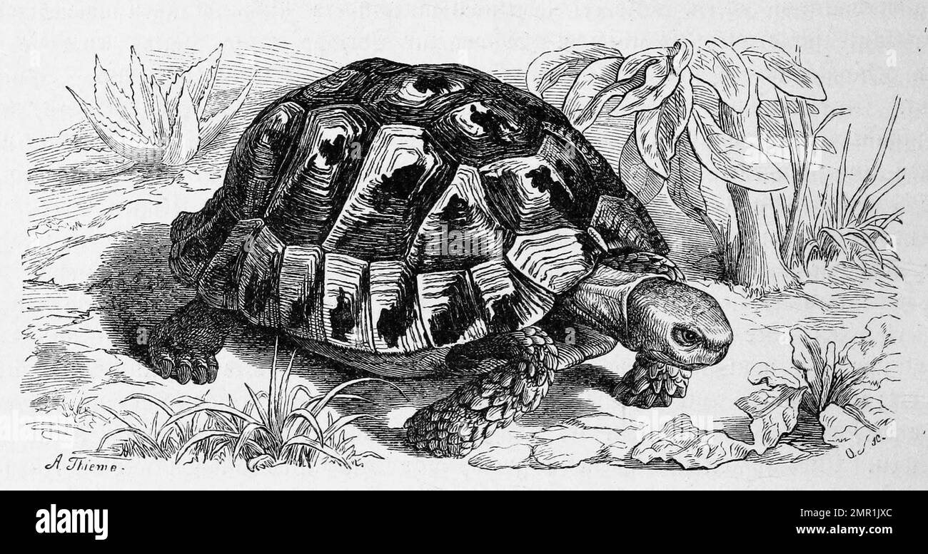 Reptilien, Maurische Landschildkröte, Testudo graeca gehört zur Gattung der Paläarktischen Landschildkröten, Historisch, digital restaurierte Reproduktion von einer Vorlage aus dem 19. Jahrhundert Stock Photo