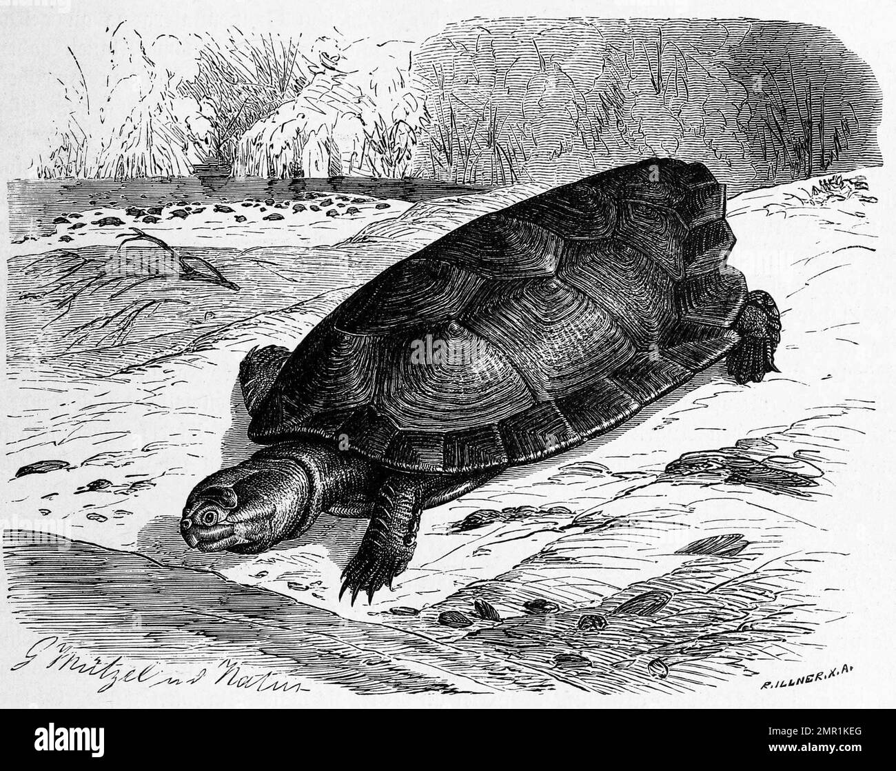 Reptilien, Arrauschildkröte, Podocnemis expansa, ist die größte, südamerikanische Süßwasserschildkröte, Historisch, digital restaurierte Reproduktion von einer Vorlage aus dem 19. Jahrhundert Stock Photo