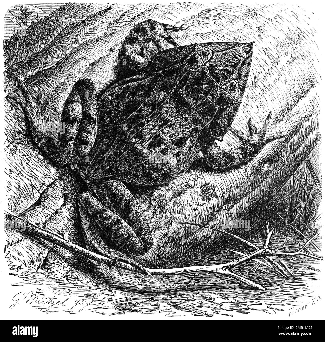 Reptilien, Salomonen-Zipfelfrosch, Ceratobatrachus guentheri, Historisch, digital restaurierte Reproduktion von einer Vorlage aus dem 19. Jahrhundert Stock Photo