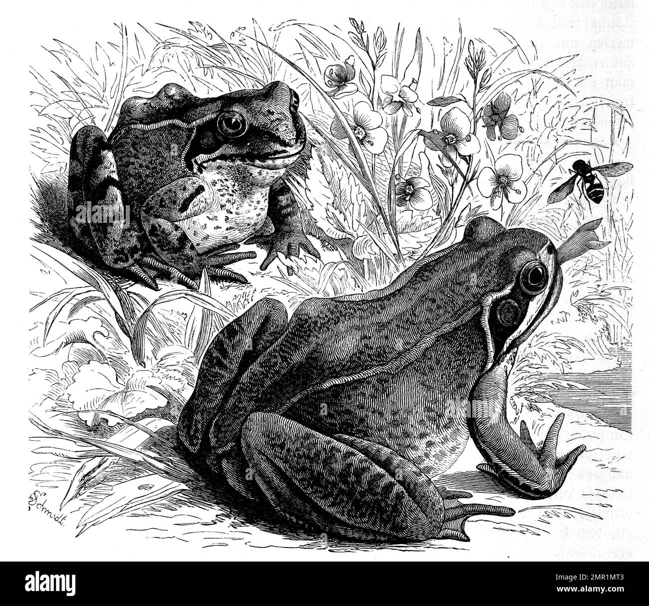 Reptilien, Grasfrosch, Rana temporaria gehört zur Gattung der Echten Frösche in der Familie der Echten Frösche, Historisch, digital restaurierte Reproduktion von einer Vorlage aus dem 19. Jahrhundert Stock Photo