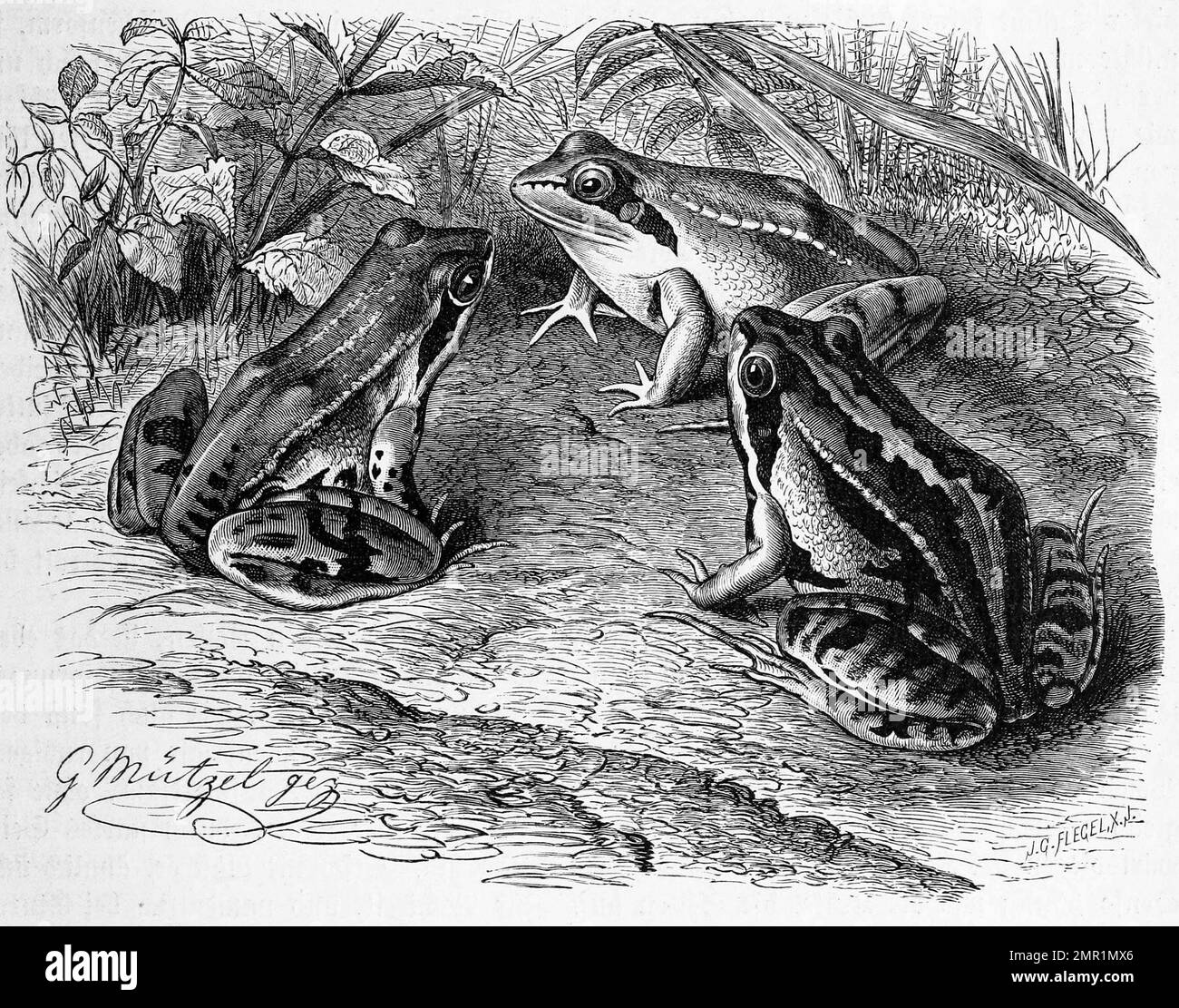 Reptilien, Moorfrosch, Rana arvalis gehört innerhalb der Ordnung der