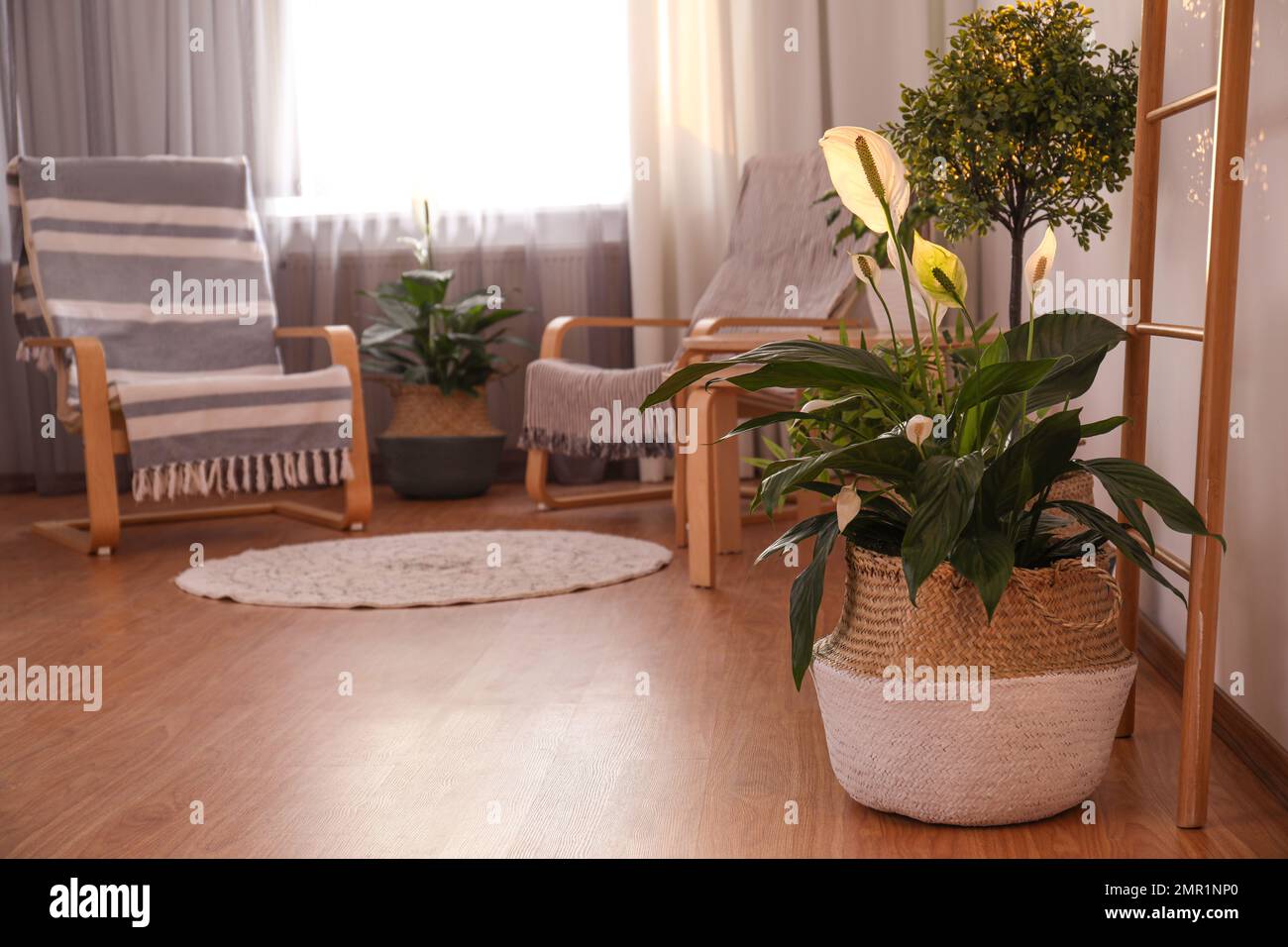 Beautiful potted plants in stylish room interior. Design elements Stock ...