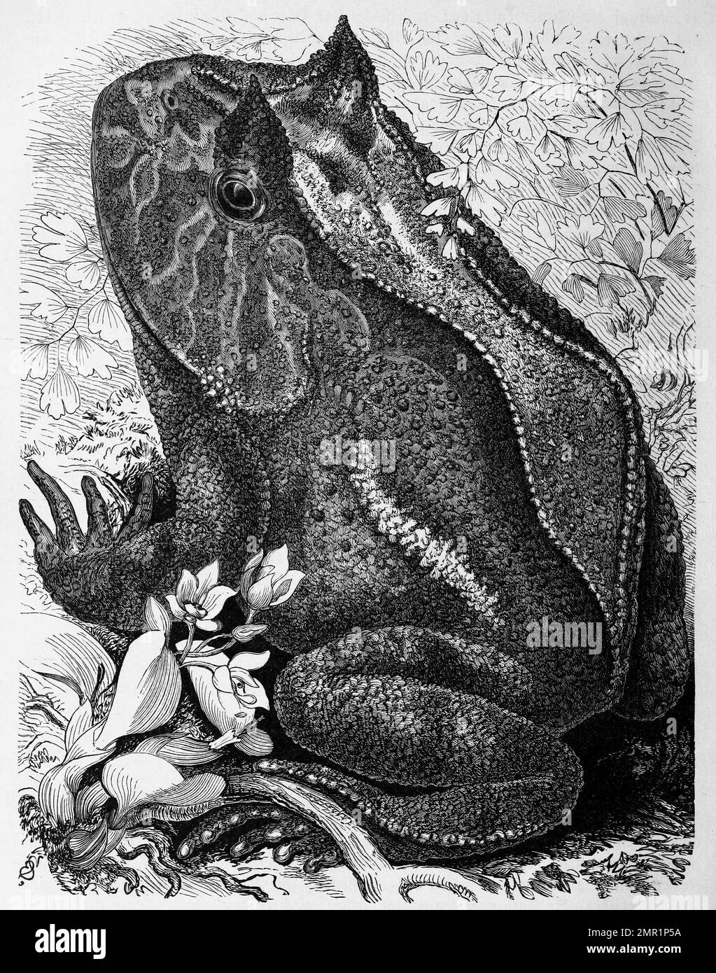 Reptilien, Buchstabenfrosch, Ceratophrys boiei, Historisch, digital restaurierte Reproduktion von einer Vorlage aus dem 19. Jahrhundert Stock Photo