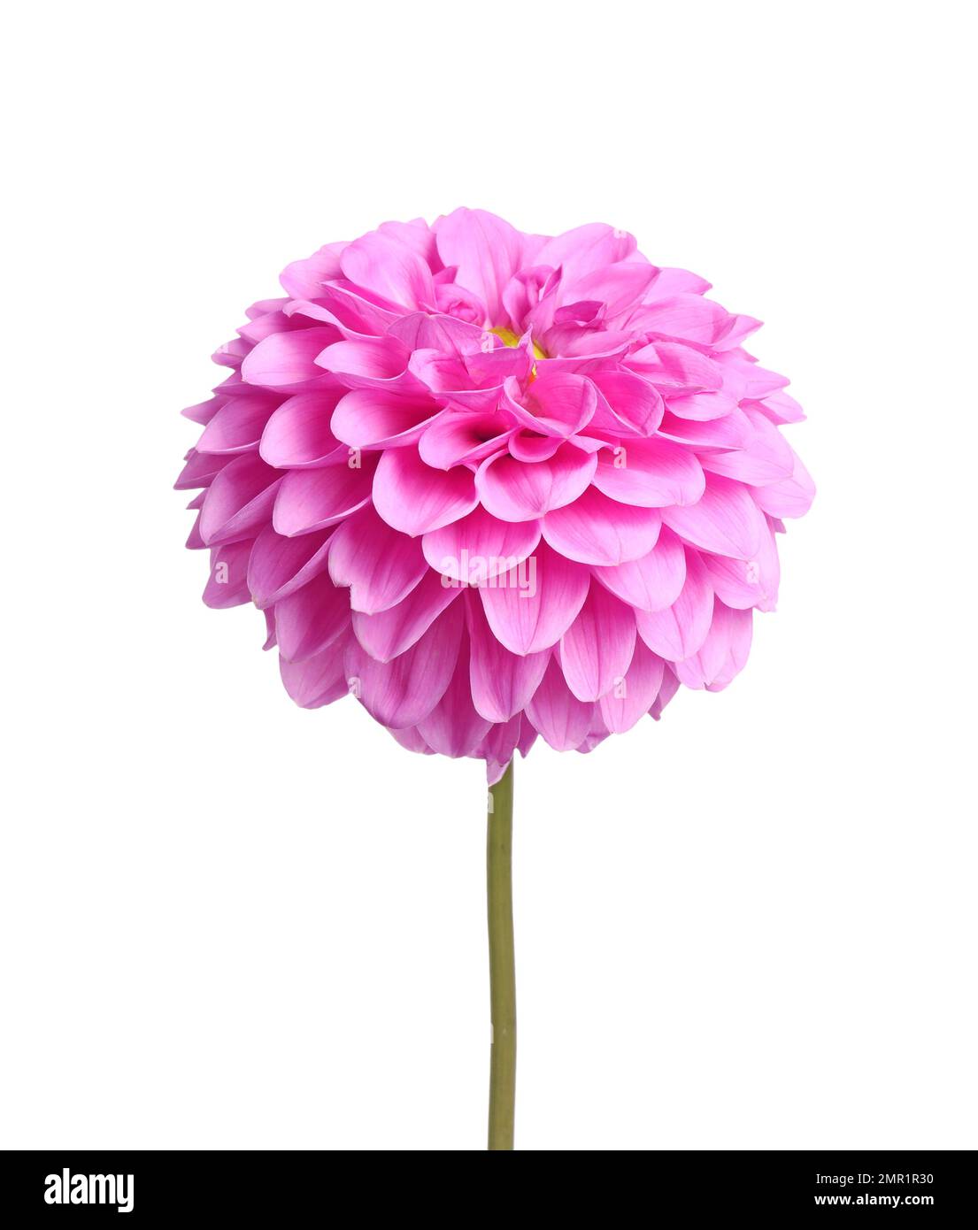 Beautiful pink dahlia flower on white background Stock Photo - Alamy