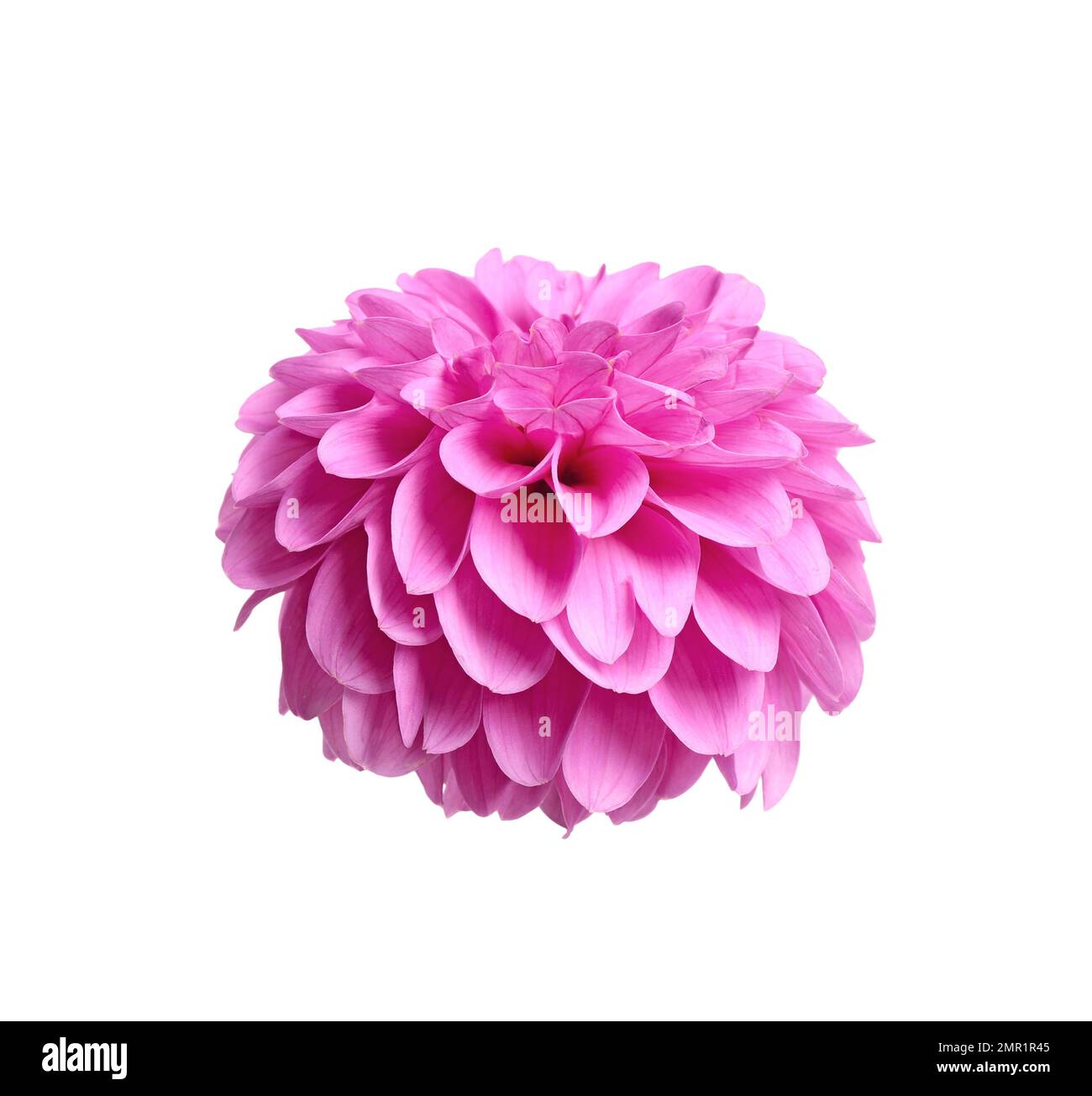 Beautiful pink dahlia flower on white background Stock Photo - Alamy