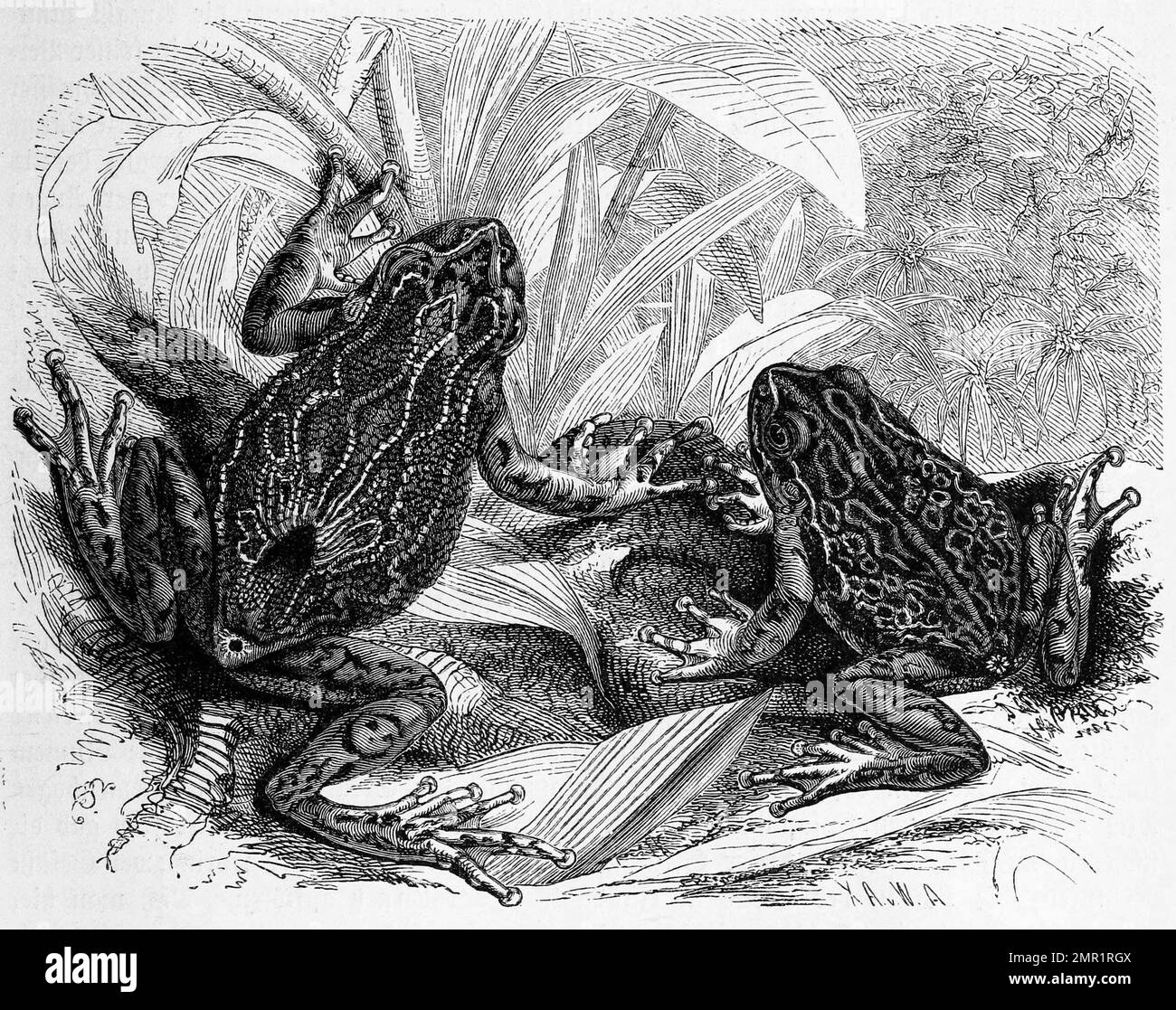 Reptilien, Taschenfrosch, Nototrema marsupiatum, Historisch, digital restaurierte Reproduktion von einer Vorlage aus dem 19. Jahrhundert Stock Photo