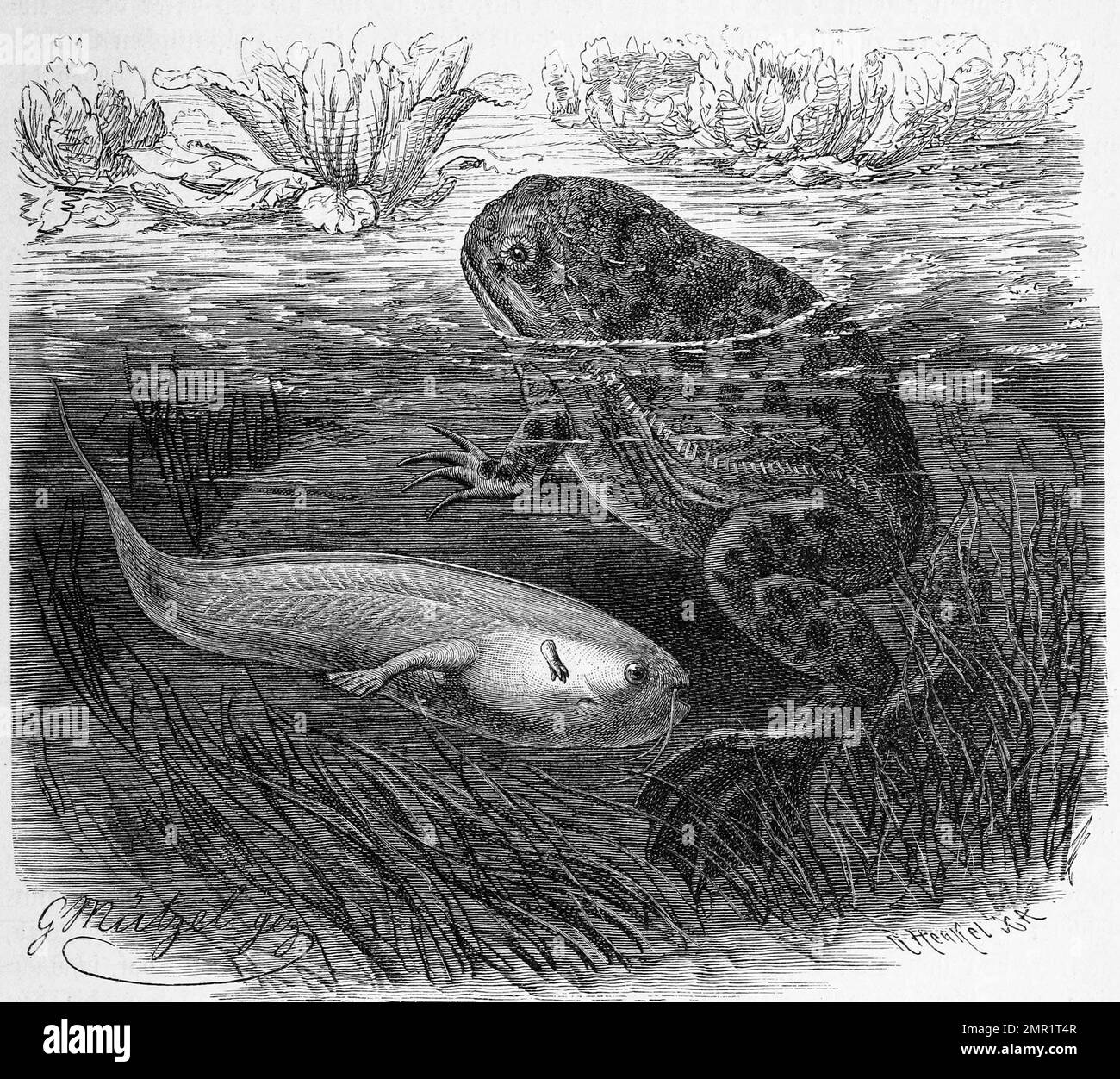 Xenopus Black and White Stock Photos &amp; Images - Alamy