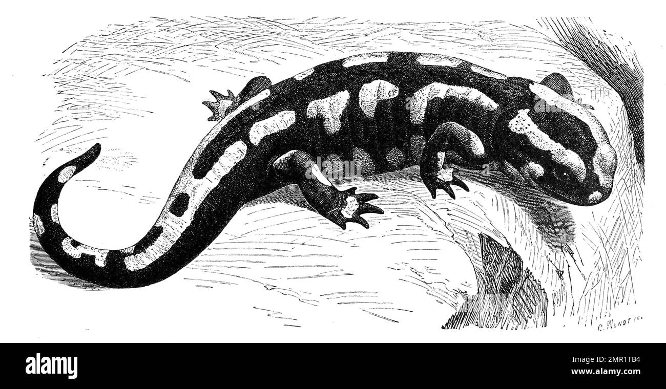 Reptilien, Feuersalamander, Salamandra salamandra ist eine europäische Amphibienart aus der Familie der Echten Salamander, Historisch, digital restaurierte Reproduktion von einer Vorlage aus dem 19. Jahrhundert Stock Photo