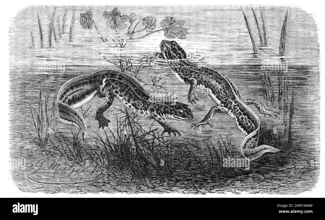 Reptilien, Fadenmolch, Lissotriton helveticus, Syn. Triturus helveticus, vgl. Triturus ist ein Schwanzlurch aus der Familie der Echten Salamander und Molche, Historisch, digital restaurierte Reproduktion von einer Vorlage aus dem 19. Jahrhundert Stock Photo