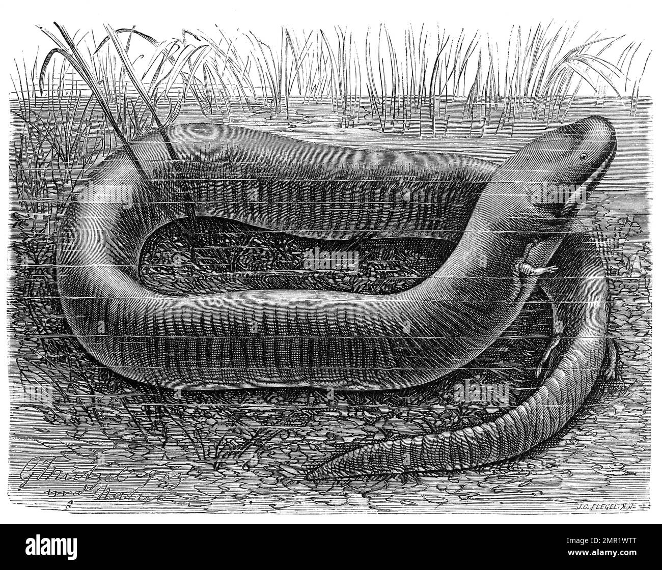 Reptilien, ZweizehenAalmolch, Amphiuma means ist eine Art der