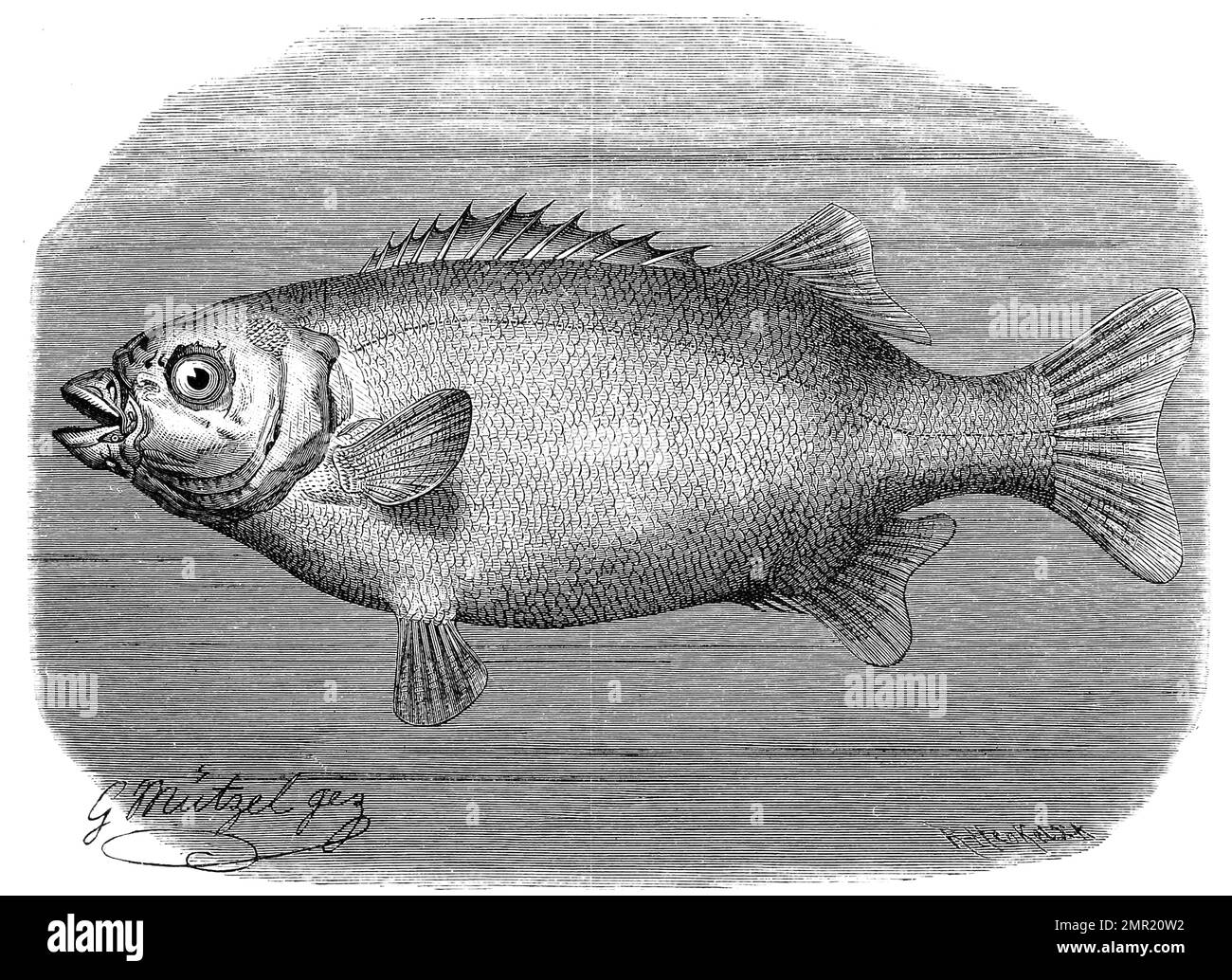 Fisch, Australischer Schneidkiefer, Hoplognathus conwayi, Historisch ...