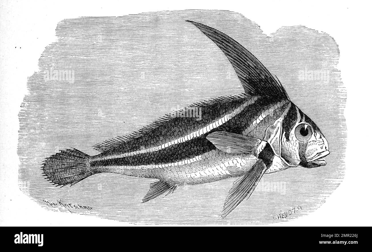 Fisch, Gebänderter Ritterfisch, Equetus lanceolatus, ein in Korallenriffen lebender Knochenfisch der Gattung Ritterfische, Historisch, digital restaurierte Reproduktion von einer Vorlage aus dem 19. Jahrhundert Stock Photo