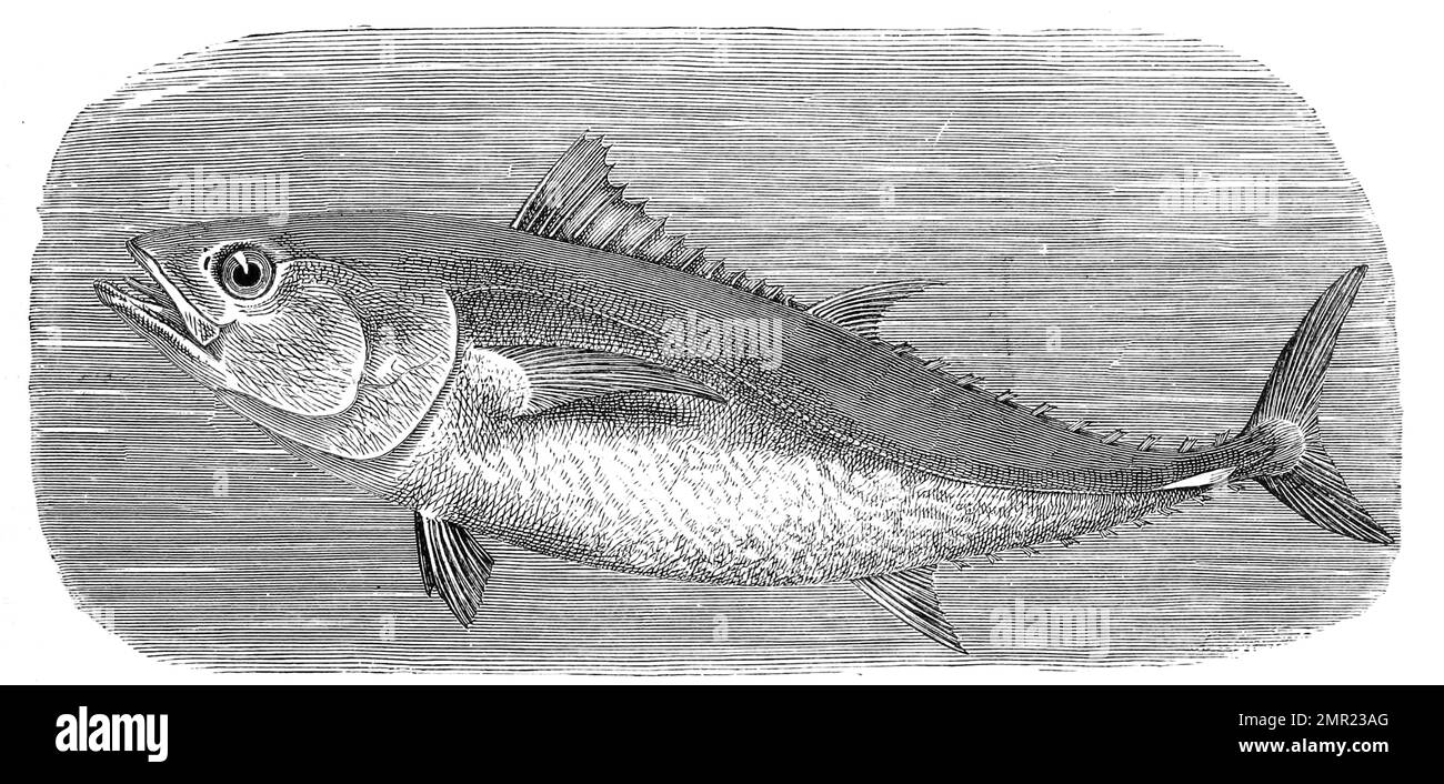 Thunfisch zeichnung hi-res stock photography and images - Alamy