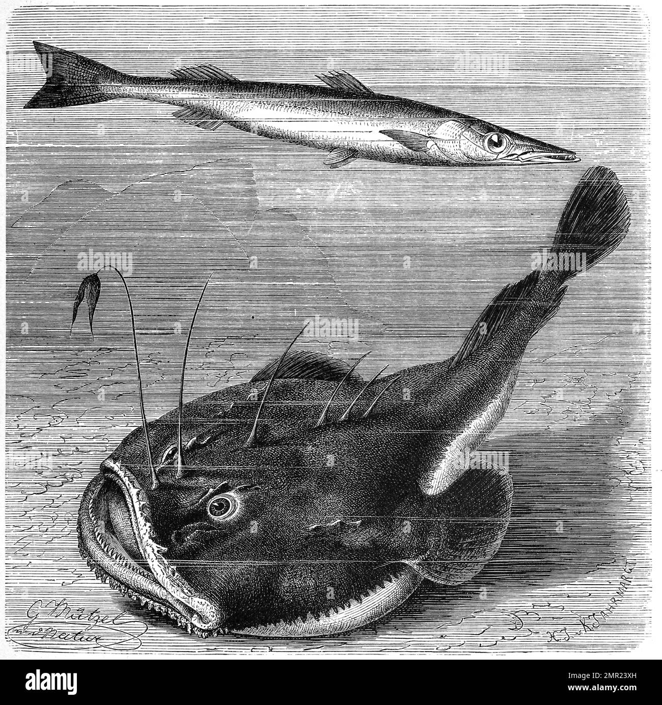 Fisch, Pfeilhecht, Barrakuda, Sphyraena vulgaris und Seeteufel, Lophius ...
