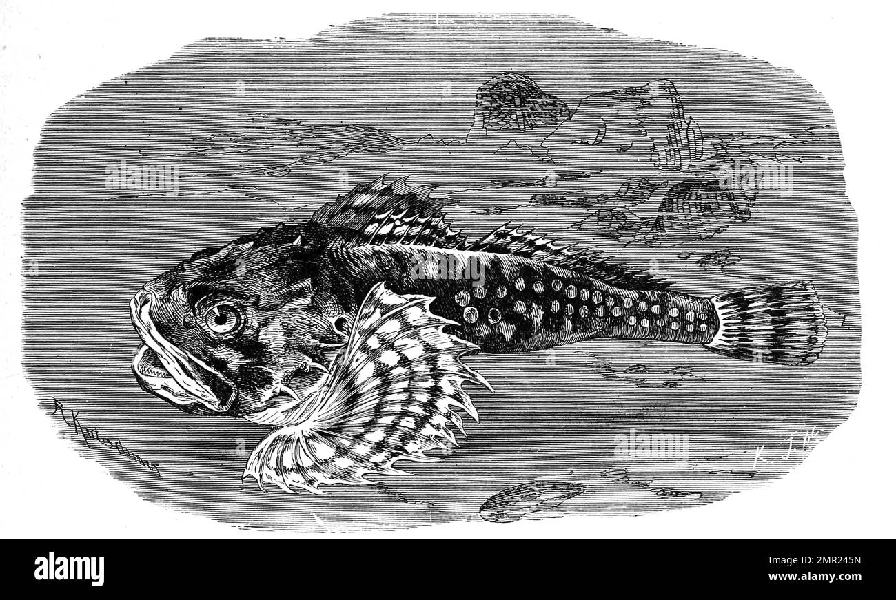 Fisch, Seeskorpion, Myoxocephalus scorpius, ist eine im Nordatlantik lebende Fischart aus der Familie der Dickkopf-Groppen, Historisch, digital restaurierte Reproduktion von einer Vorlage aus dem 19. Jahrhundert Stock Photo