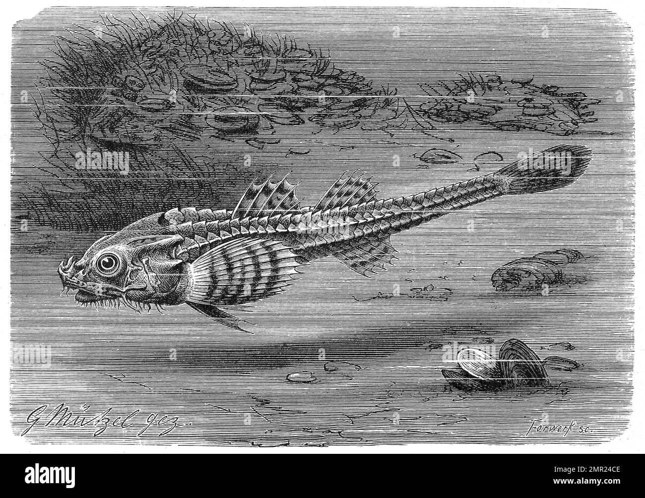Fisch, Steinpicker, Agonus cataphractus, ist ein bodenlebender Knochenfisch im nordöstlichen Atlantik, Historisch, digital restaurierte Reproduktion von einer Vorlage aus dem 19. Jahrhundert Stock Photo