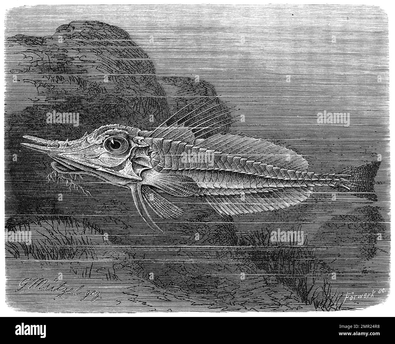 Fisch, Malarmat, Peristedion cataphractum, auch Panzerhahn, armoured Searobin, kommt im Atlantik vor, Historisch, digital restaurierte Reproduktion von einer Vorlage aus dem 19. Jahrhundert Stock Photo