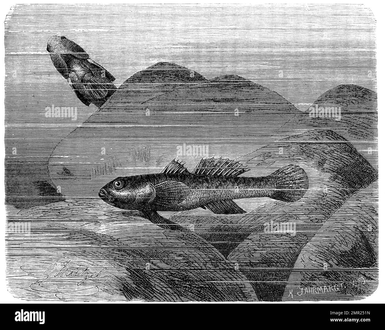 Fisch, Flussgrundel, Neogobius fluviatilis, eine Fischart, Familie der Grundeln, Historisch, digital restaurierte Reproduktion von einer Vorlage aus dem 19. Jahrhundert Stock Photo