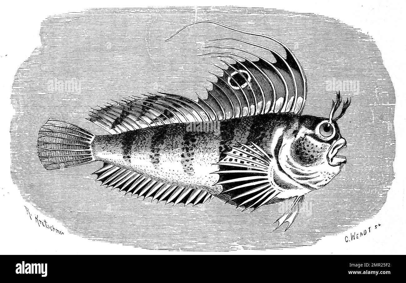 Fisch, Seeschmetterling, Blennius ocellaris, Familie der Schleimfische, Historisch, digital restaurierte Reproduktion von einer Vorlage aus dem 19. Jahrhundert Stock Photo