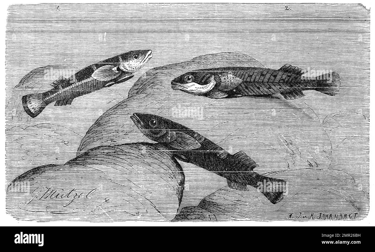Fisch, Ansauger, Schildbauch, Zwei-Fleck-Ansauger, Lepadogaster bimaculatus, Historisch, digital restaurierte Reproduktion von einer Vorlage aus dem 19. Jahrhundert Stock Photo