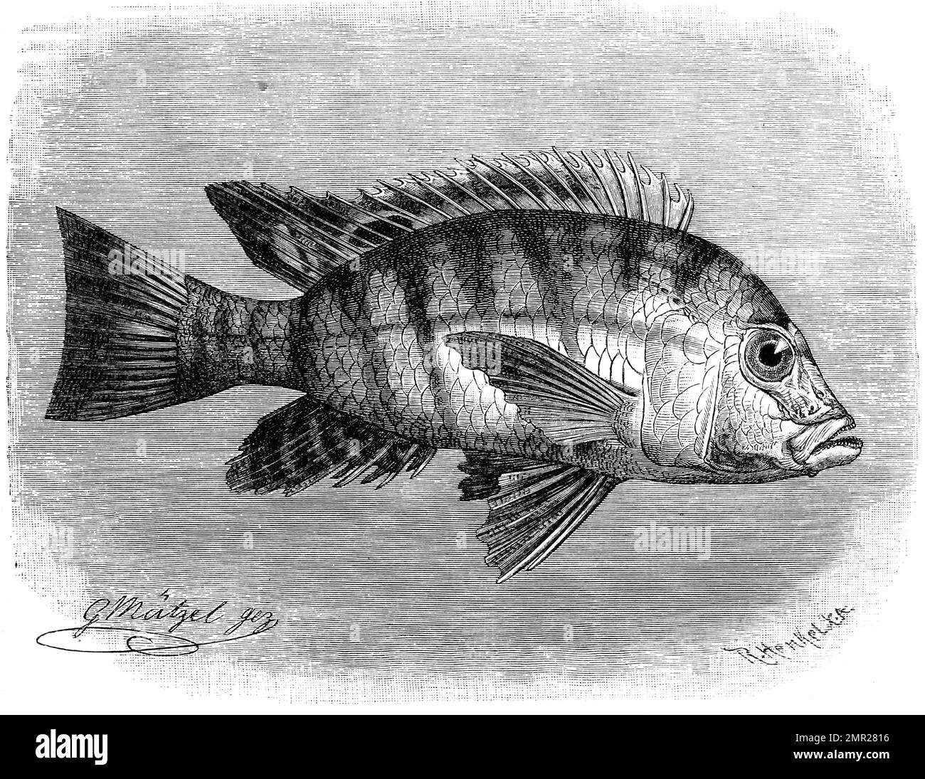 Fisch, Tristrams Chromis, Chromis tristram, Art des Buntbarsch ...
