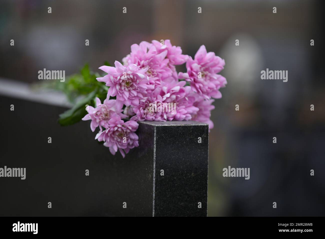 Chrysanthemum flowers on black granite tombstone outdoors. Funeral