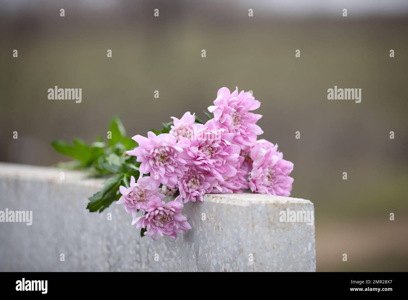 Chrysanthemum flowers on light grey granite tombstone outdoors. Funeral
