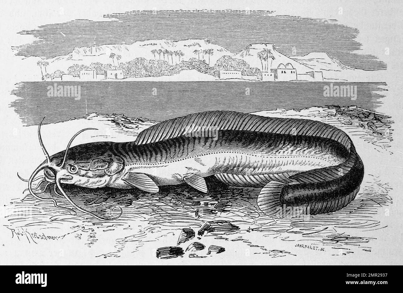 Fisch, Aalraubwels, Clarias anguillaris,, Historisch, digital restaurierte Reproduktion von einer Vorlage aus dem 19. Jahrhundert Stock Photo